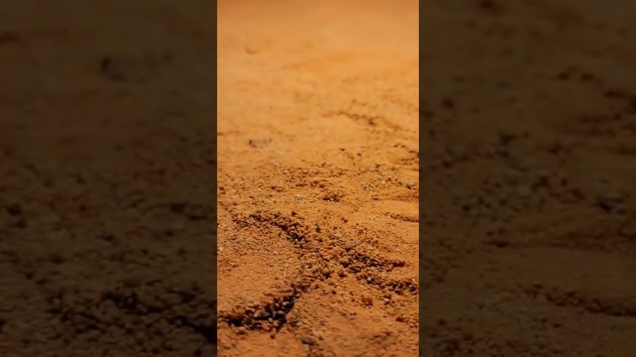 Vipers hiding under the sand! 