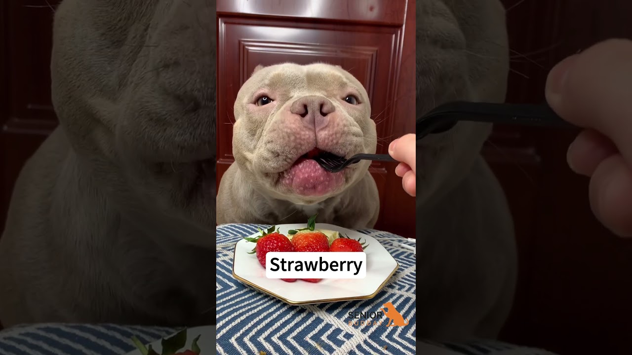 What fruits can dogs eat? 