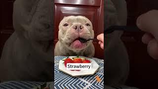 What fruits can dogs eat? #dog #seniordog #seniorbudday #dogcare #doghealth #dogoftheday #doglover What fruits can dogs eat? #dog #seniordog #seniorbudday #dogcare #doghealth #dogoftheday #doglover