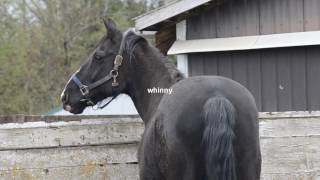 Video Commentary [7]