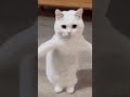 Cutest Cat Dance: Bing Bong Song Edition