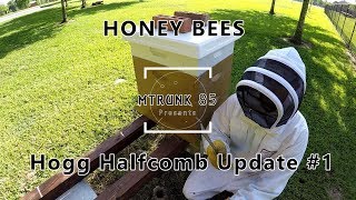 Hogg Halfcomb kit for comb honey and a peek in second hive. Part 2