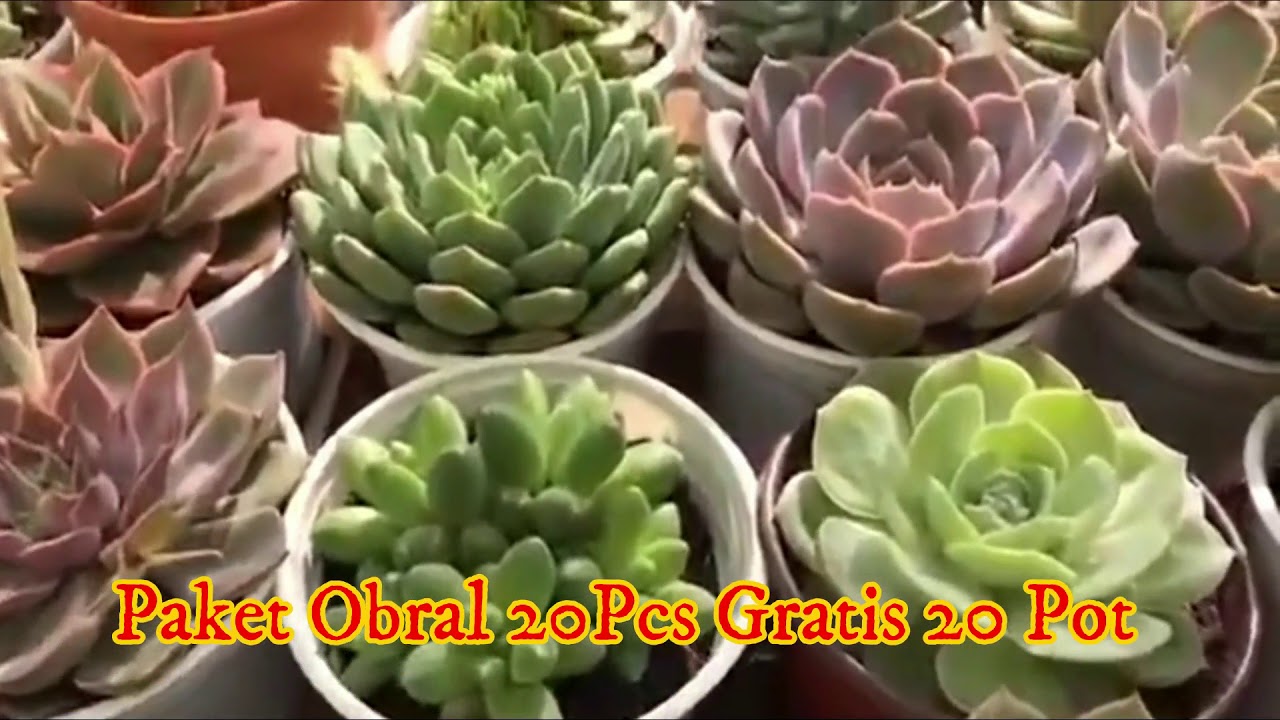 Paket Murah Kaktus sukulen YouTube