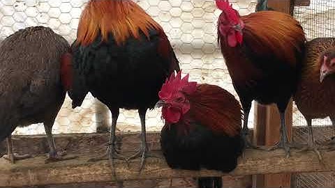 qaib qus qaib dib qua zoo