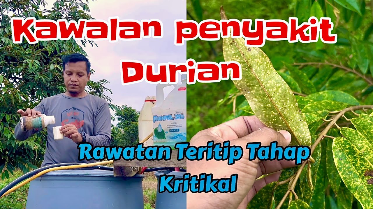 Serangan teritip durian. Perkongsian cara berkesan aku rawat kutu teritip