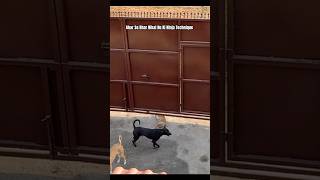 The Way See Gets Out #shorts #dog #trending #tiktok #goldenretriever #fypシ゚viral