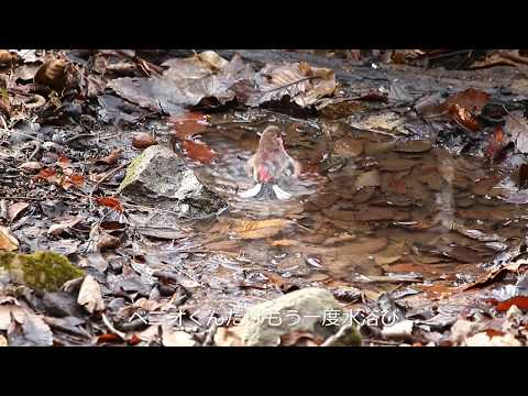 ベニオくんの水浴び