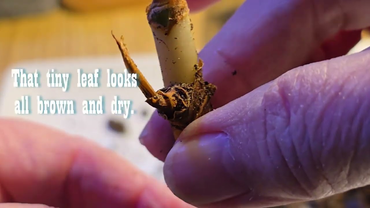 Тайна аглаонемы: два растения, две разные судьбы