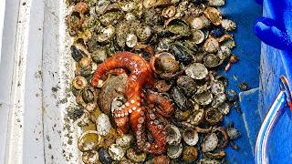 Greedy Octopus and its House of Shells