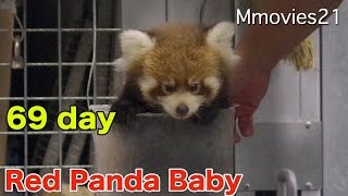 スロープ登る！　赤ちゃんレッサーパンダ成長記録 69日齢体重測定