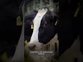 RFK Jr. Recommends Drinking Anything That Comes Out Of Cow