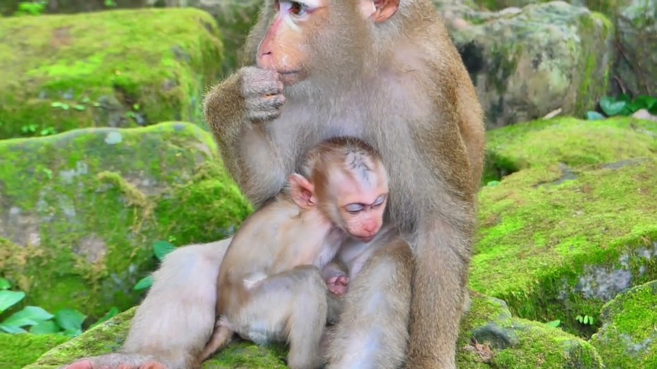 Little baby monkey need the warming from mom