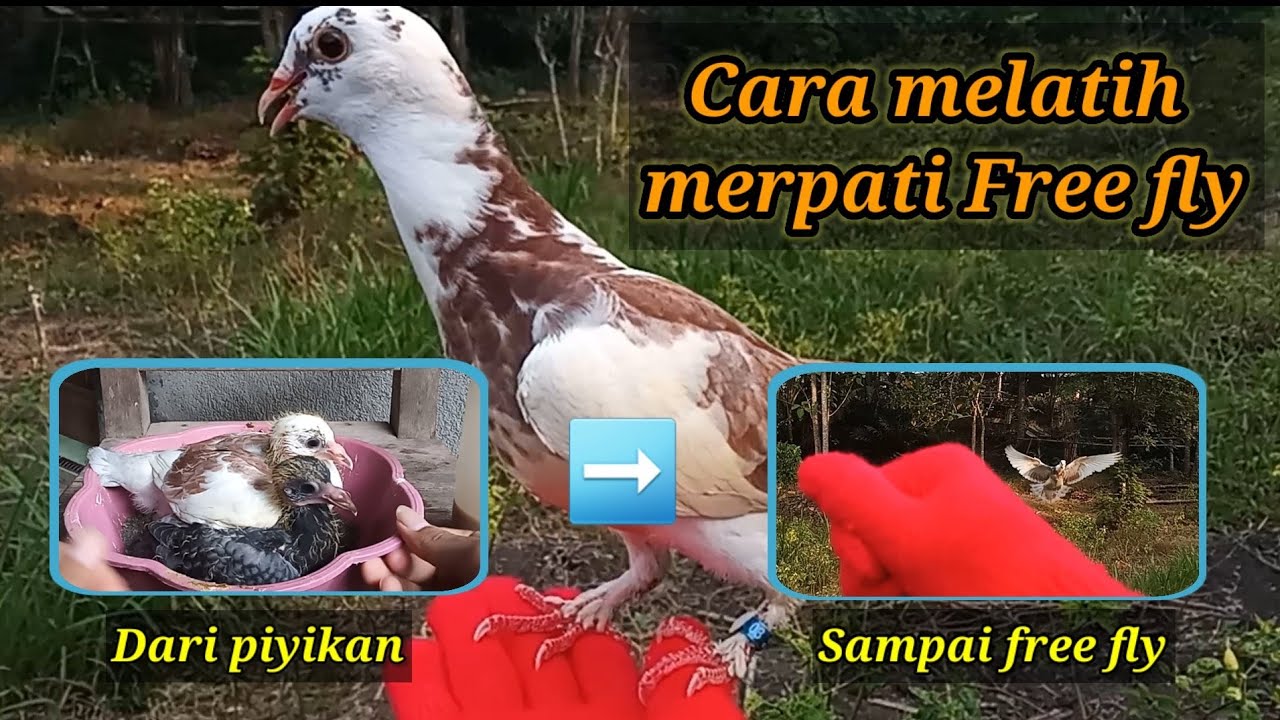 Cara melatih merpati free fly dari piyik sampai bisa terbang