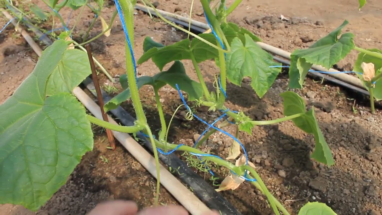 Догляд за рослинами та як уникнути хвороб