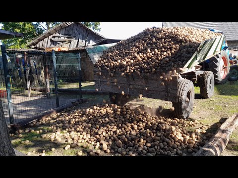 Как мы копали картошку.09.09.2023.