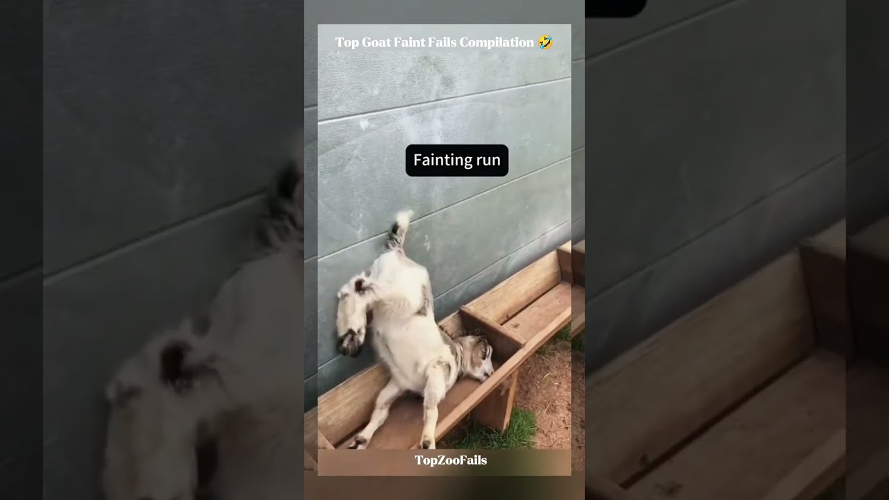 Watch this Funny Goat Fail compilation 🤣 