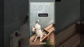Watch This Funny Goat Fail Compilation