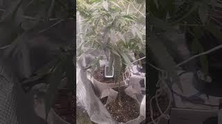Frozen gelato  living soil setup 5th week flower first grow  pinnaple upside down cake spiderfarmer 