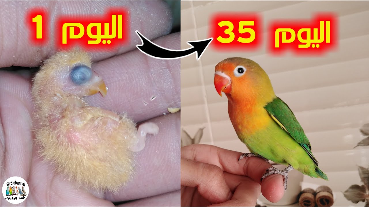 Стадии роста цыплят Фишера от вылупления до отъема с 1 по 35 день