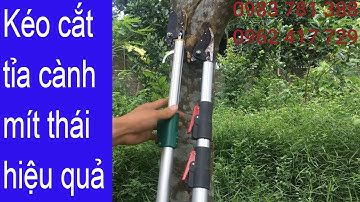 Kéo cắt tỉa cành- Thu hái hoa quả trên cao 3M- 4M/ Shop hoàng anh LH 0983781388- 0962417729