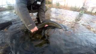 steelhead salmon fishing pulaski river oswego river 11 9 2014