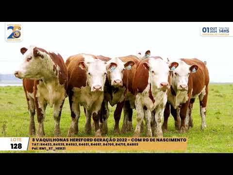 LOTE 128 8 VAQ HEREFORD Leilão Santa Tereza, 01de Outubro 2024   Prod: Agência El Campo