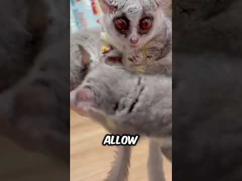 Discover Bush Baby A Very Cute Pet Breed Bushbaby Galago Animals Pets 
