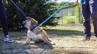 PETITE AGRESSIVITE / Old English Bulldog / SYM DOG REGION CENTRE / Nouveauté 2016 PETITE AGRESSIVITE / Old English Bulldog / SYM DOG REGION CENTRE / Nouveauté 2016