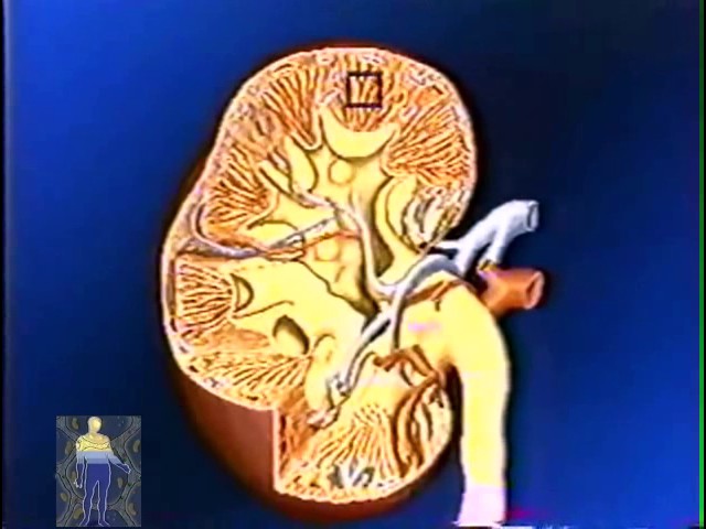 ЧЕЛОВЕК - анатомия - ПОЧКИ...