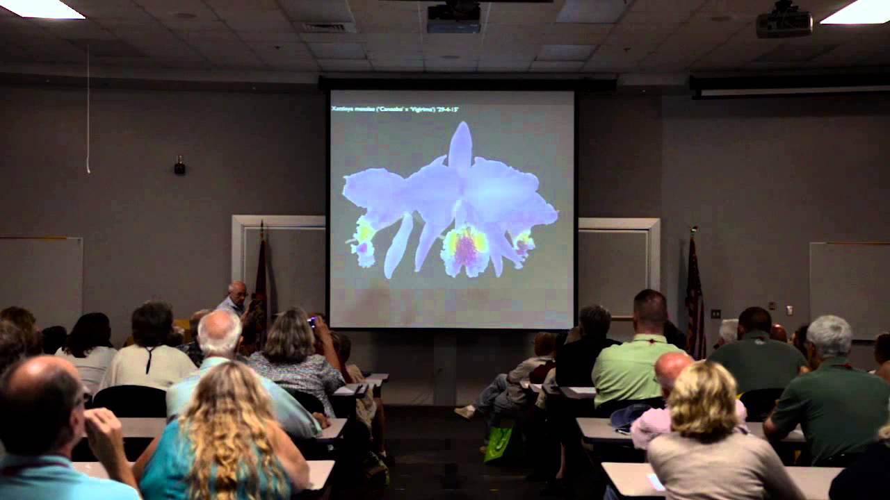 2015 - Armando Mantellini (cattleya mossiae), 5th Annual Cattleya Symposium