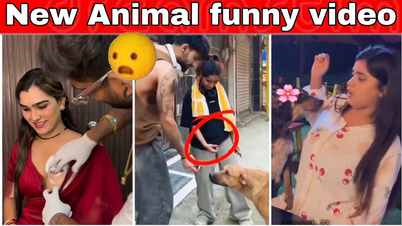 New Animal funny video 🤣 Battery Bhai 