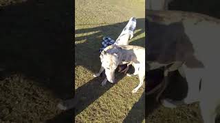 Second Day On New Permission Ferreting