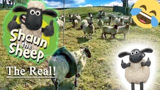 Shaun The Sheep Is Real شاون ذا شيب