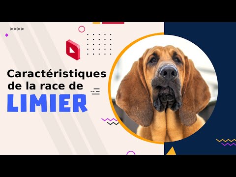 Vidéo: Limier: Caractéristiques De La Race