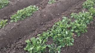 طريقة زراعة الفول السوداني في الأرض الطينية جيزة ٦