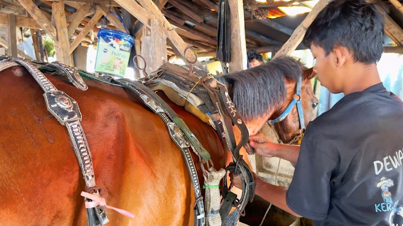 MELIHAT LANGSUNG PERSIAPAN KUDA DELMAN SEBELUM KE PANGKALAN PURI - KUDA DELMAN - NAK DELMAN - KUDA