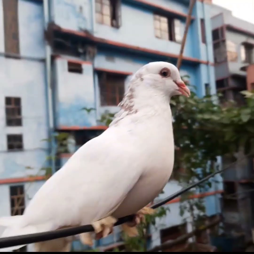 mesmerizing Sound of Pigeon pigeon birds YouTube