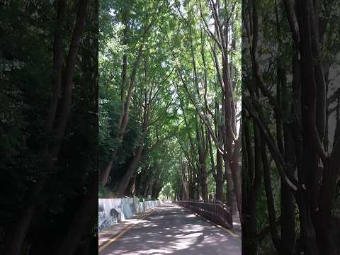 부산에 흔해빠진 공원 가로수길 수준
