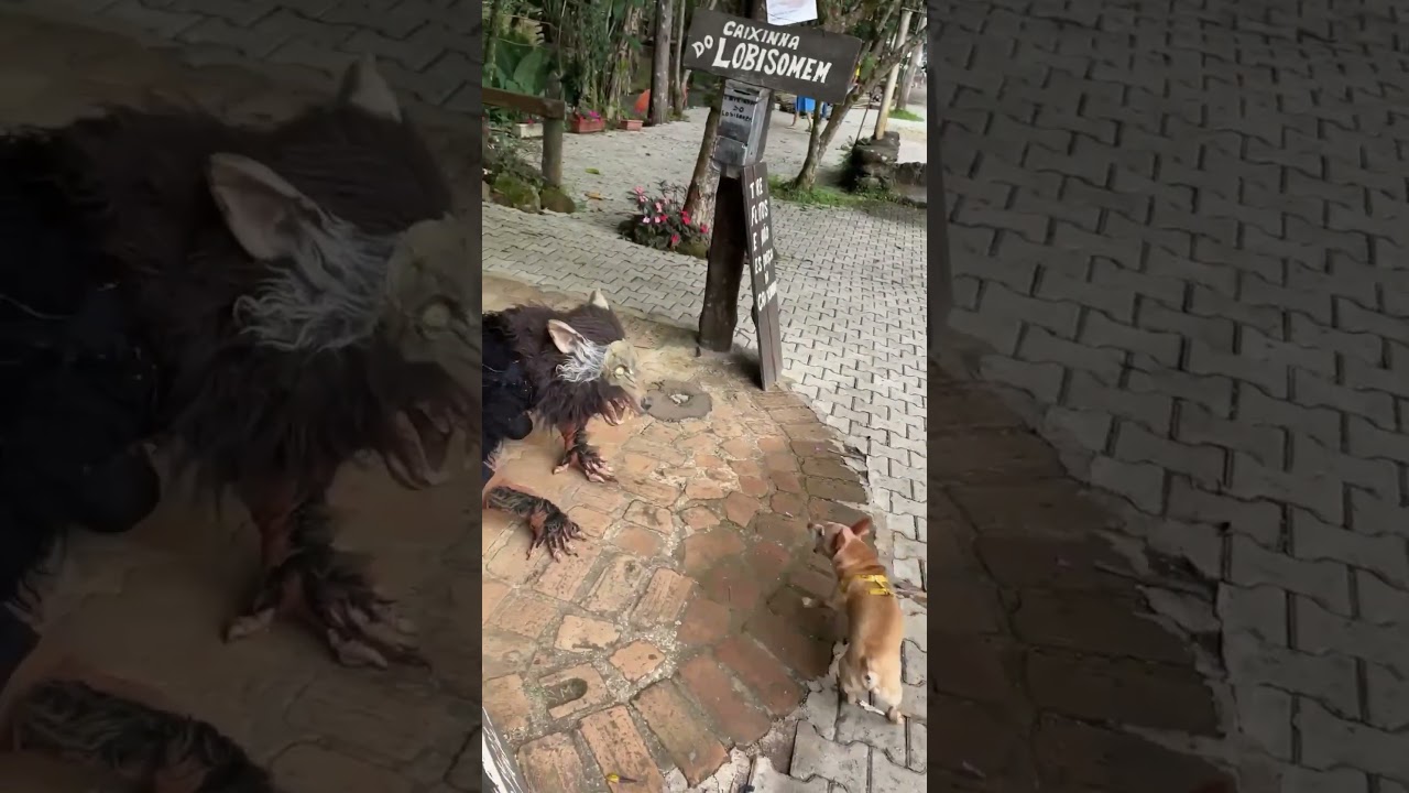 Pinscher fica bravo com lobisomem ￼