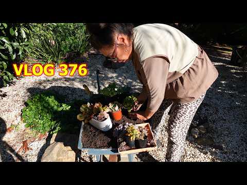 VICTORIA Wheel Barrow Plant Haul Arrangement | VLOG #376 - Growing Succulents with LizK