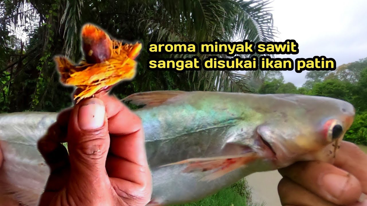 WAJIB DICOBA || Mancing patin umpan sawit