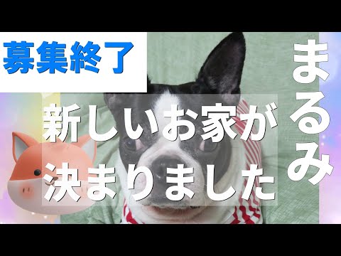 まるみ♡女の子 ボストンテリア 犬