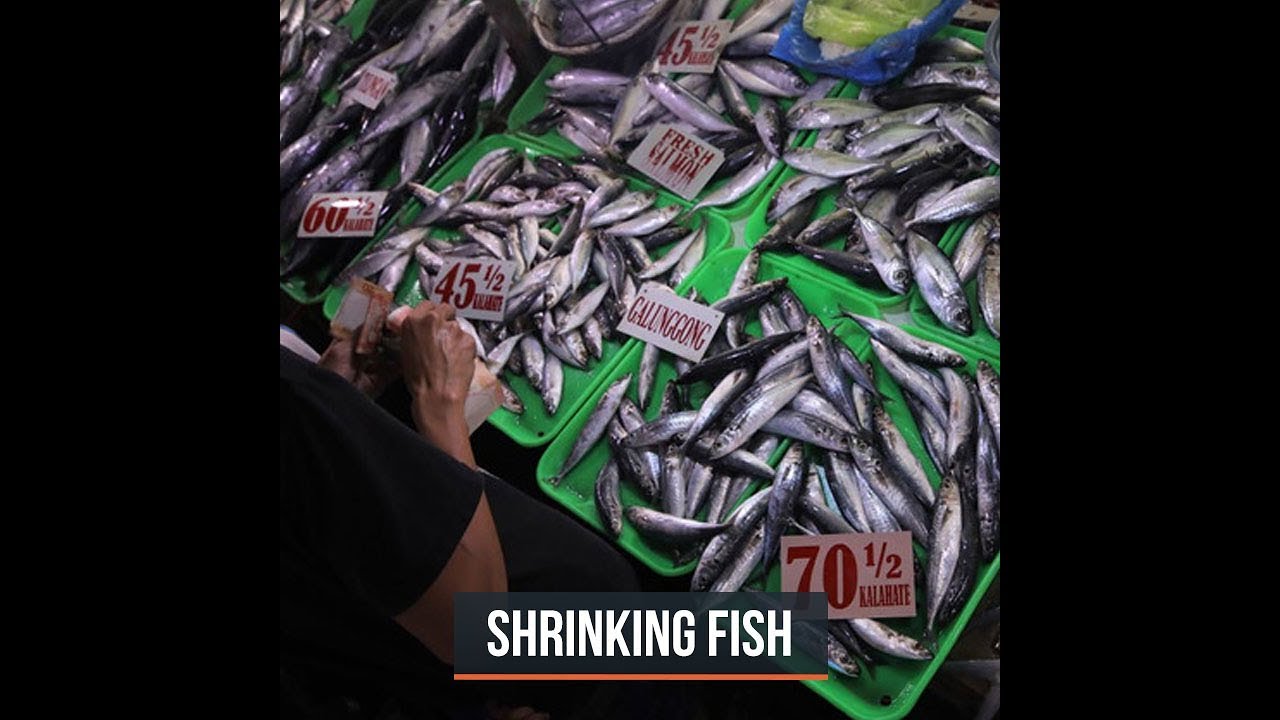 Philippine fish now more expensive, smaller – survey