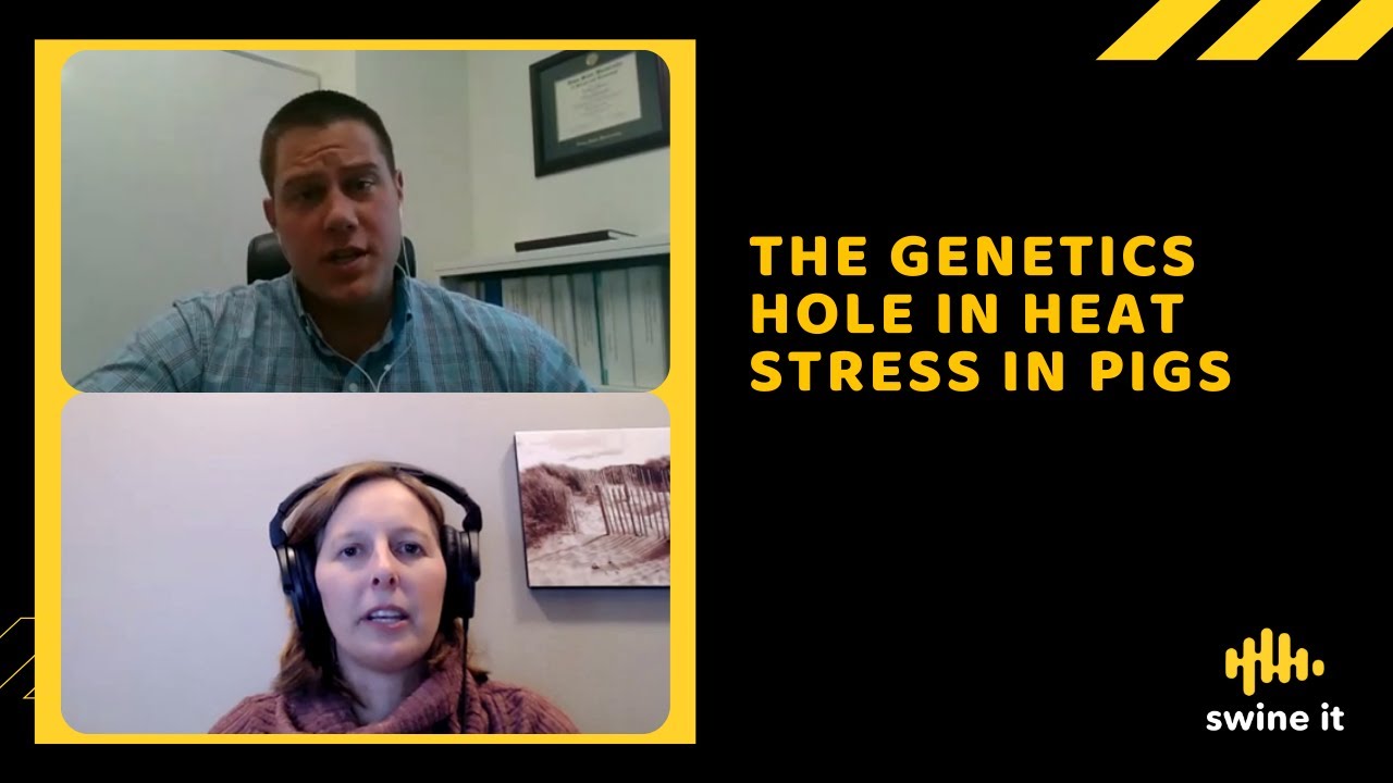 The genetics hole in heat stress in pigs - Dr. Jay Johnson