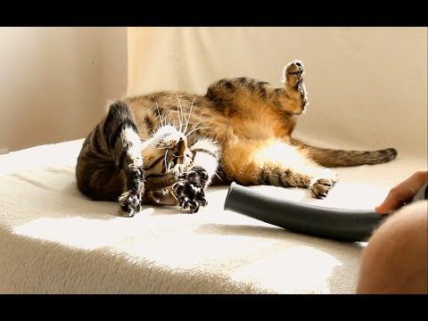 Cats, Vacuum Cleaner & RC Hovercraft