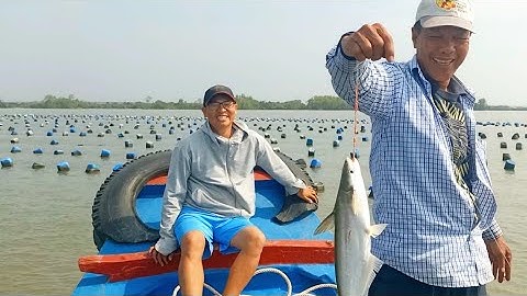 Câu cá Bông Lau Cần Giờ, Sát thủ Bình Minh tiếp tục lên Cá Bông Lau cuối con nước rong.