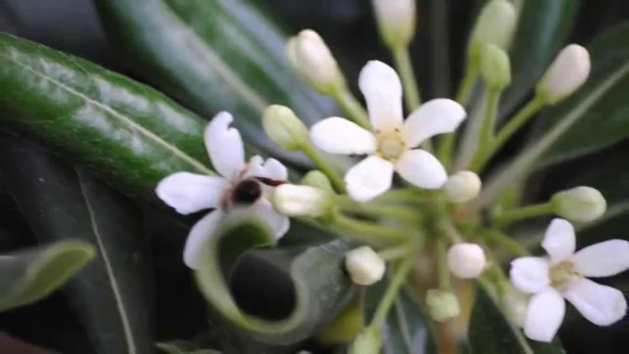flowers and plants in Malta YouTube