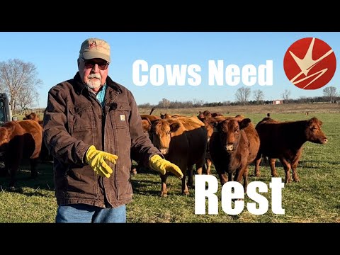 Why Cows Need A Rest