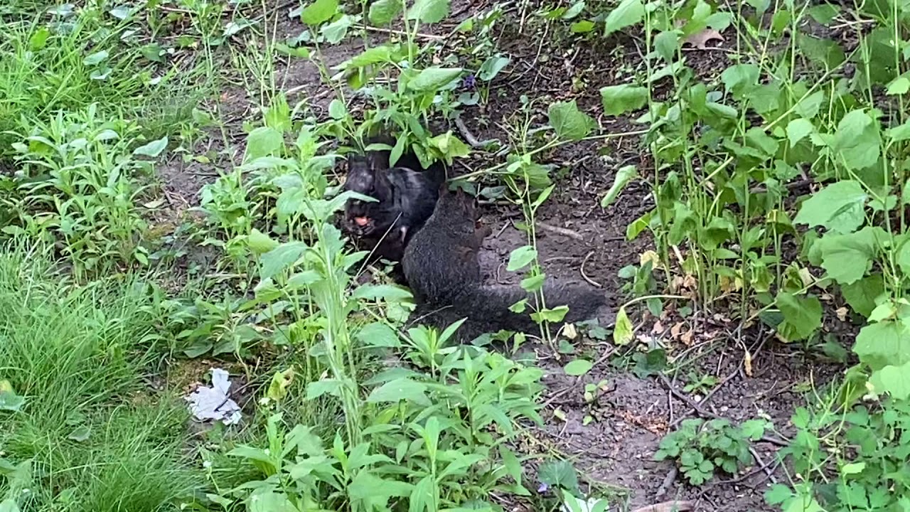 Scruffer and her babies