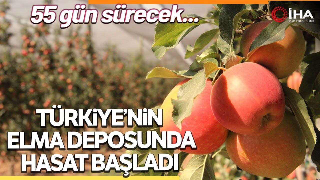 Karaman'da 55 Gün Sürecek Elma Hasadı Başladı